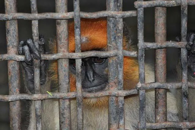 primate