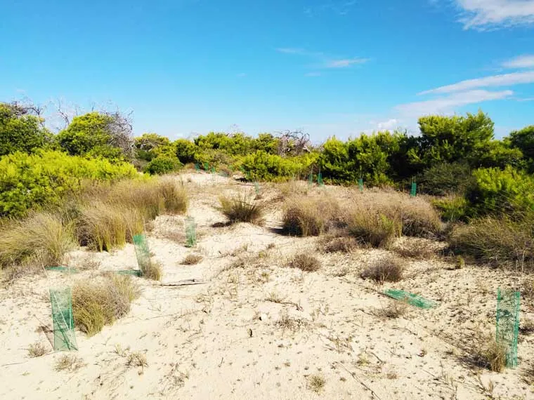 protectores de árboles